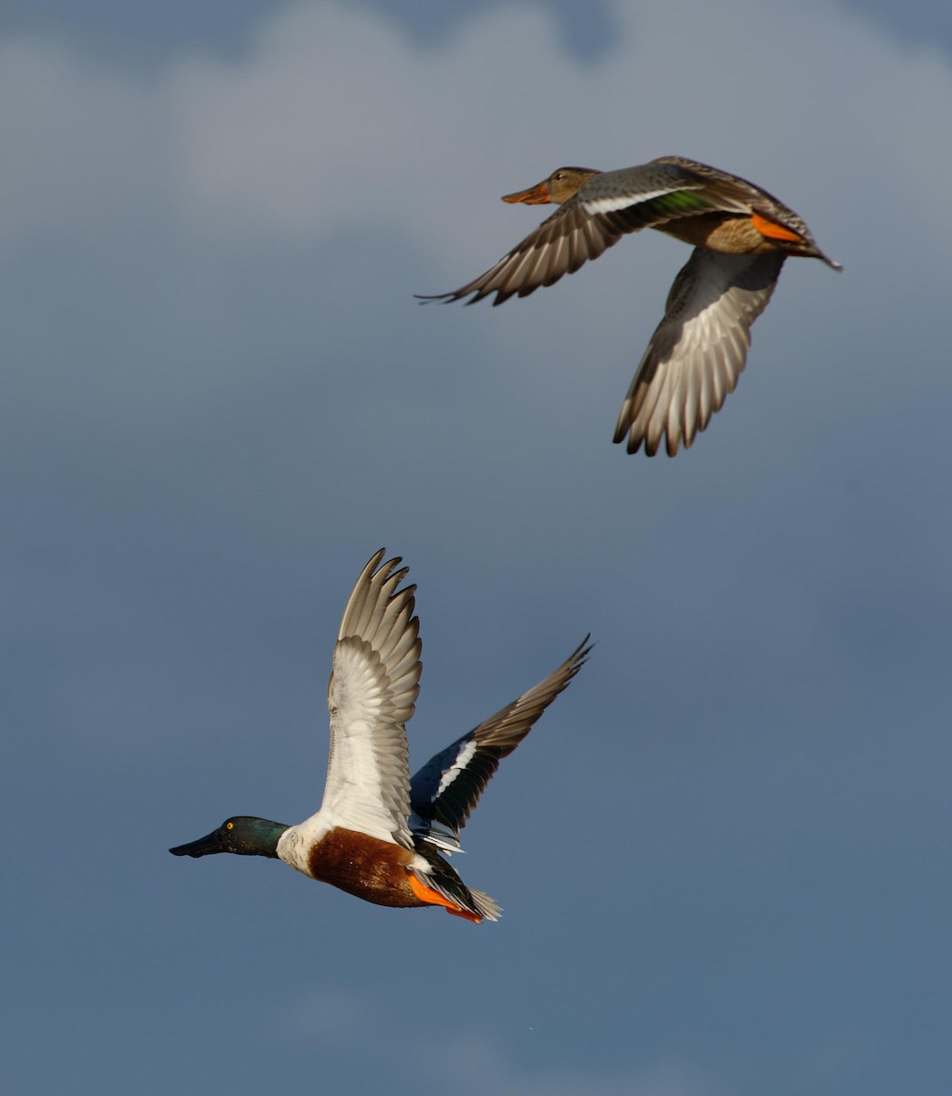 Northern Shoveler - ML614576500