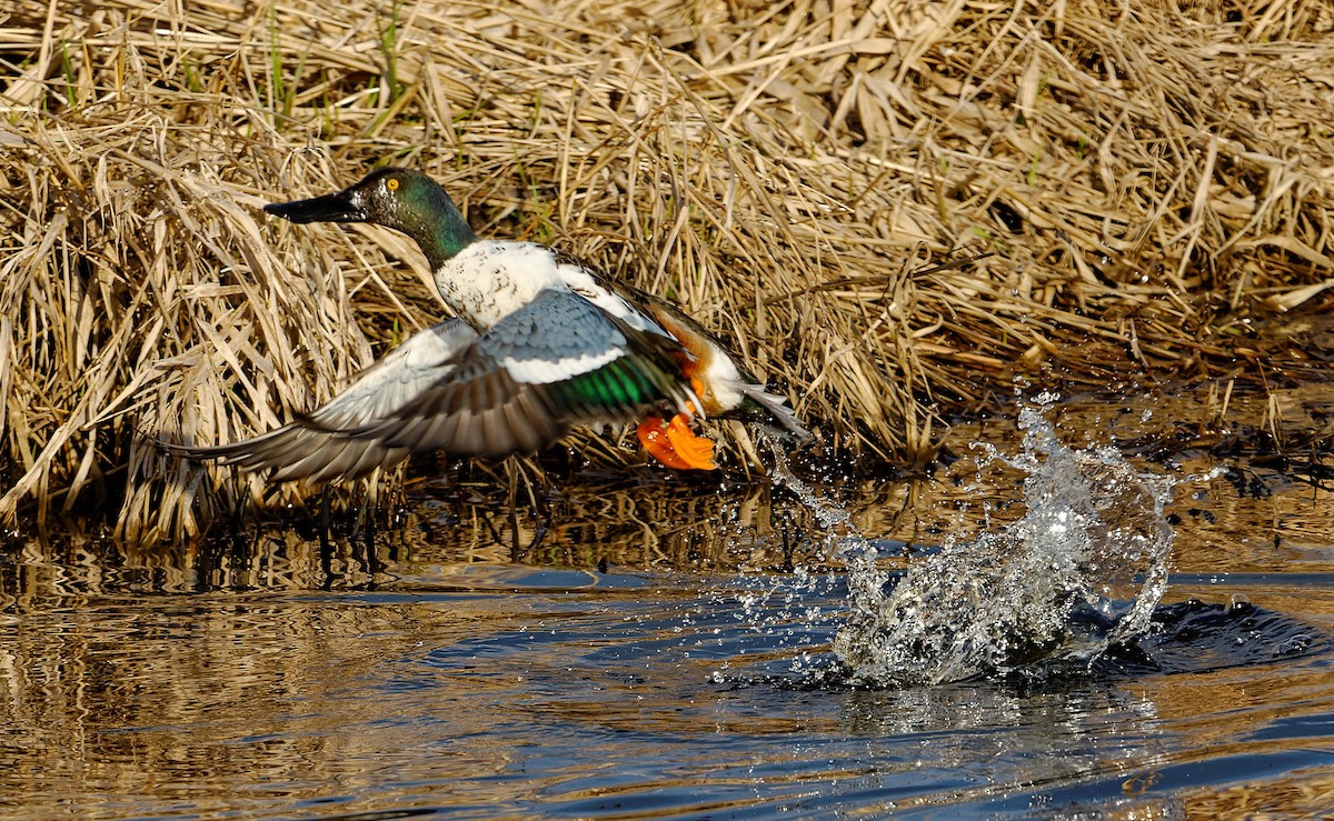 Northern Shoveler - ML614576501