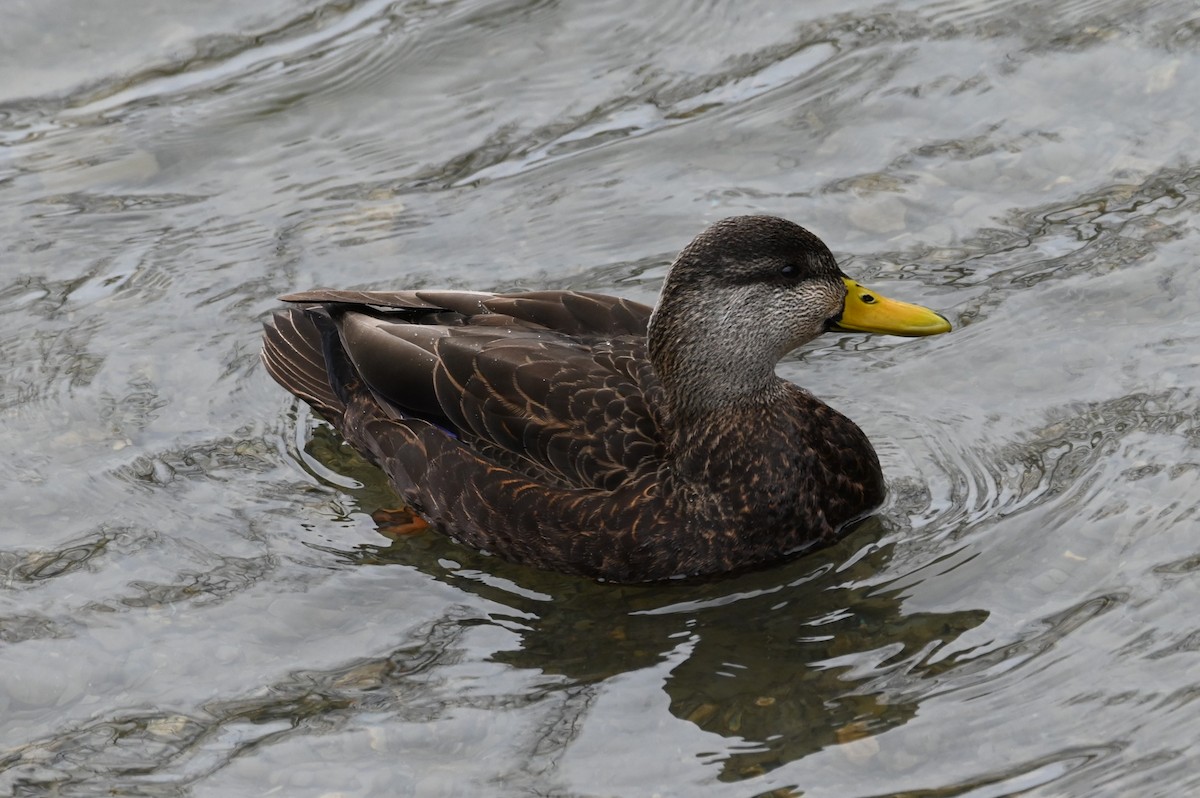 American Black Duck - ML614576519