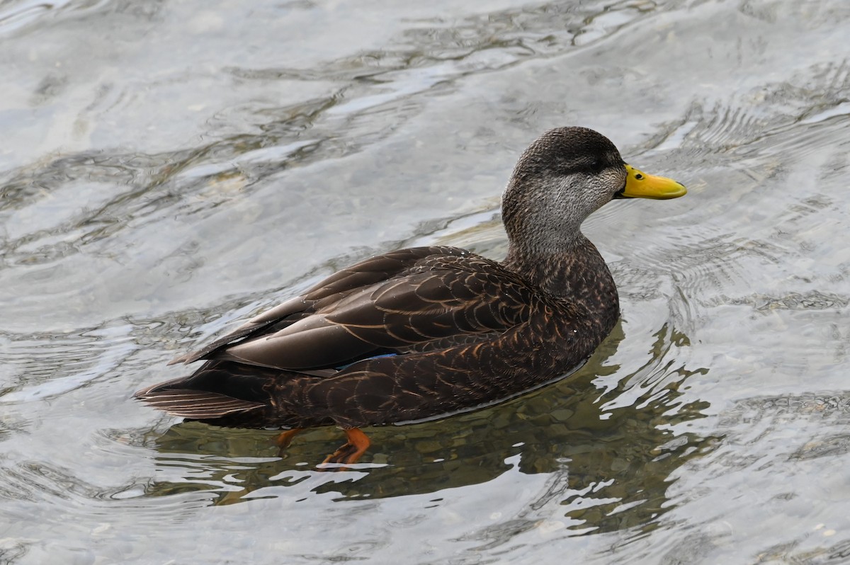 American Black Duck - ML614576520