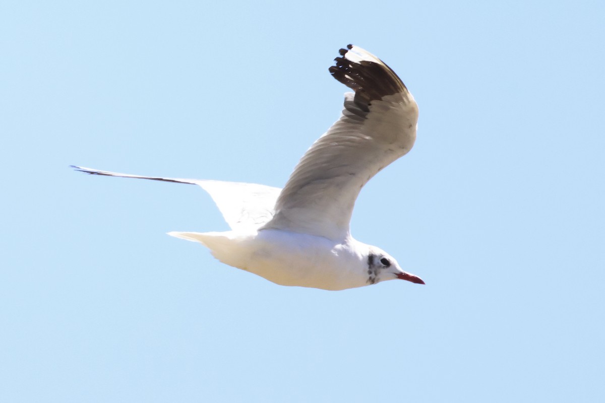 Gray-hooded Gull - ML614576546