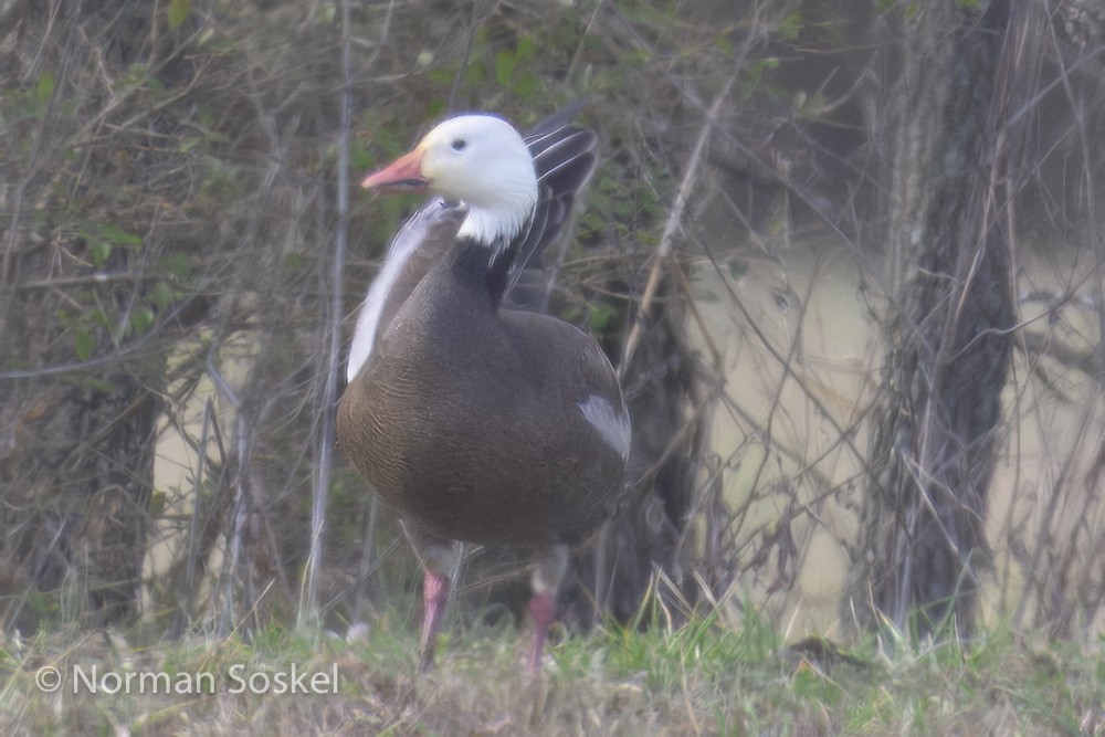 Snow Goose - ML614576550