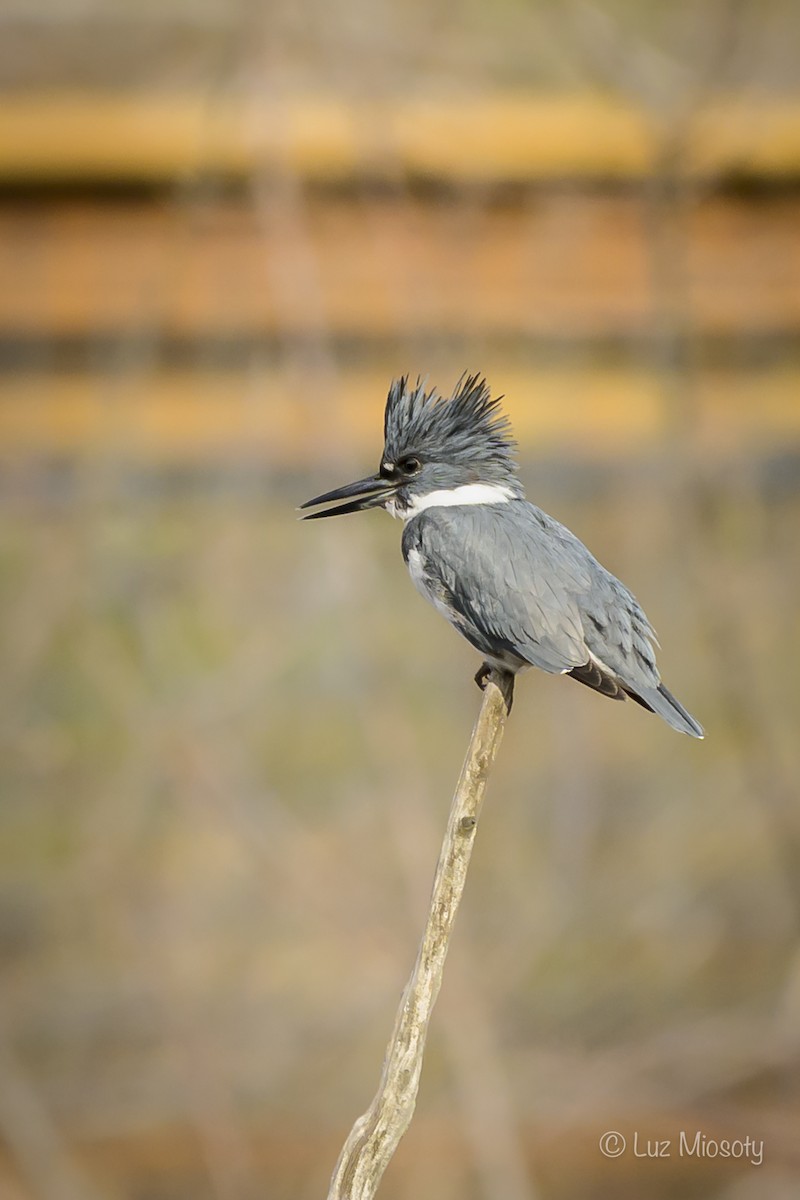 Belted Kingfisher - Mio Winkle