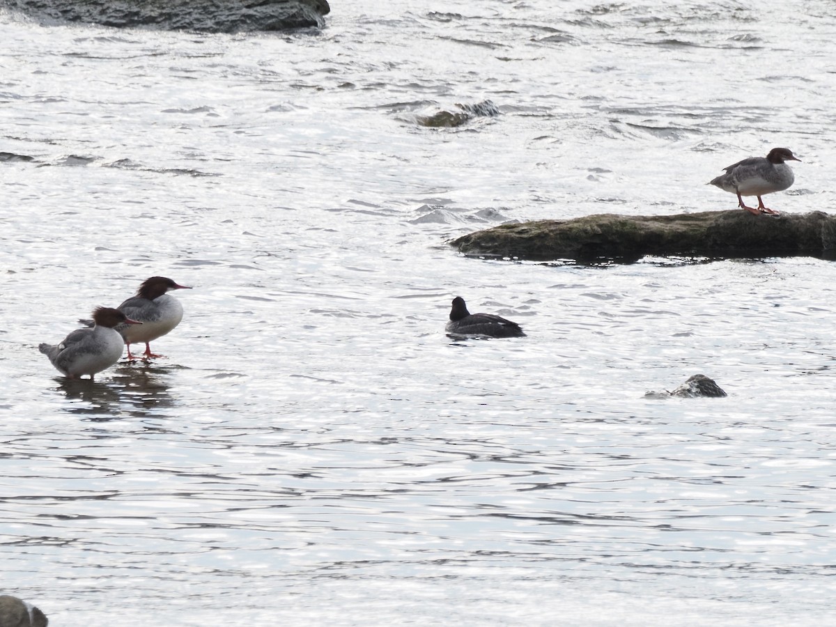 Common Merganser - Kenner Dull