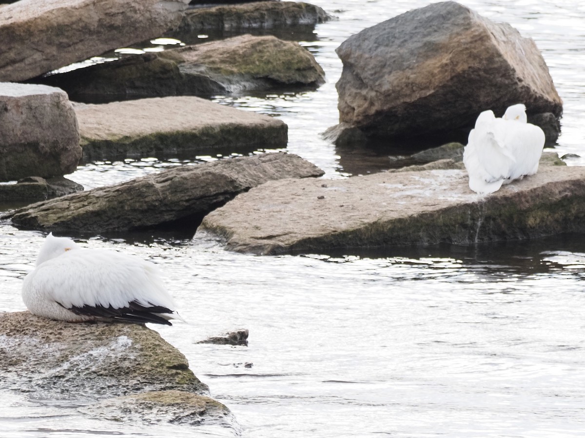 American White Pelican - Kenner Dull