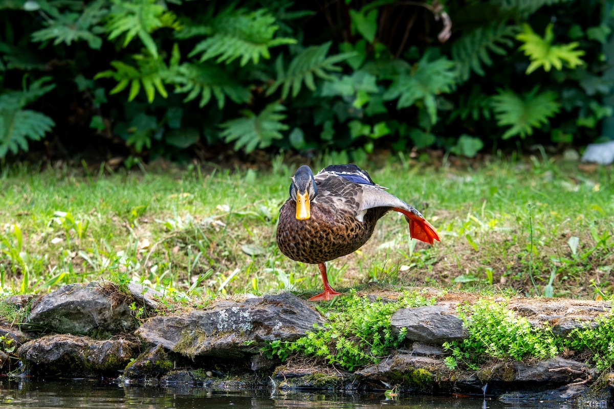 Mallard (Domestic type) - Cristian Orellana