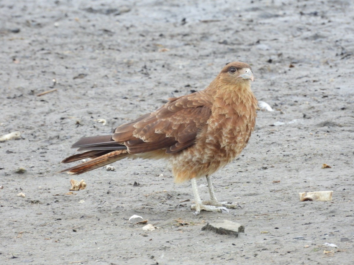 Chimango Caracara - Bruce Moorman