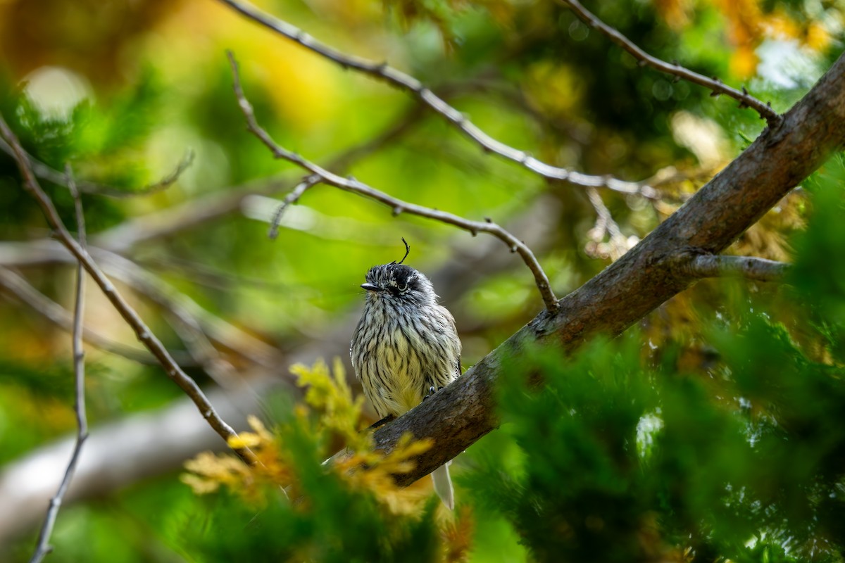 Tufted Tit-Tyrant - ML614576675