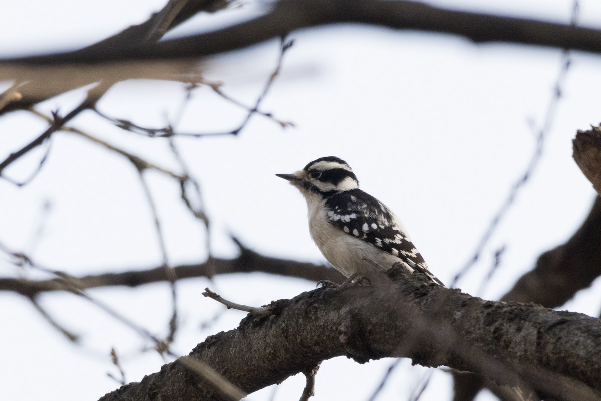 Downy Woodpecker - ML614576677