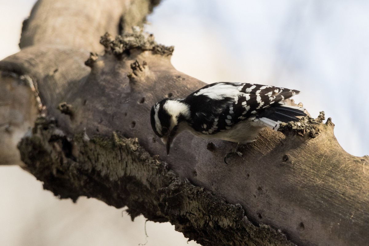 Downy Woodpecker - Alex Tey