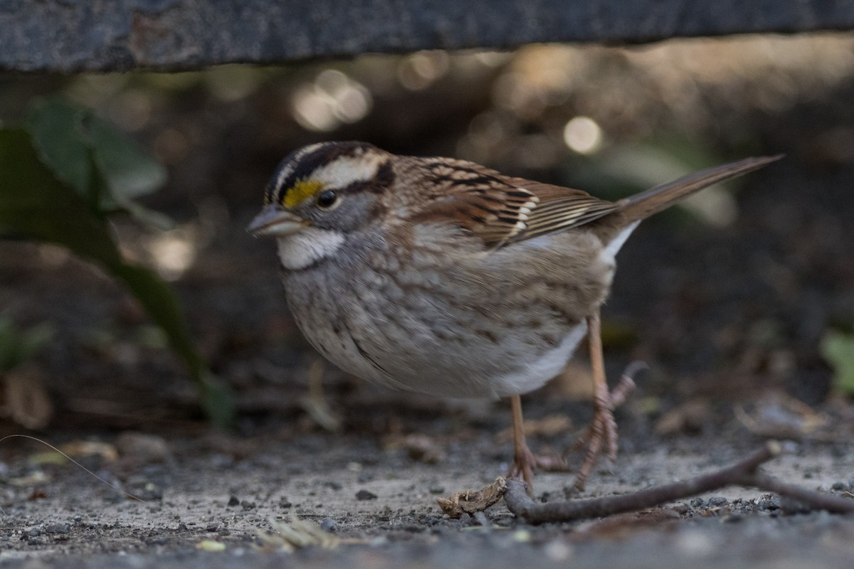 White-throated Sparrow - ML614576690
