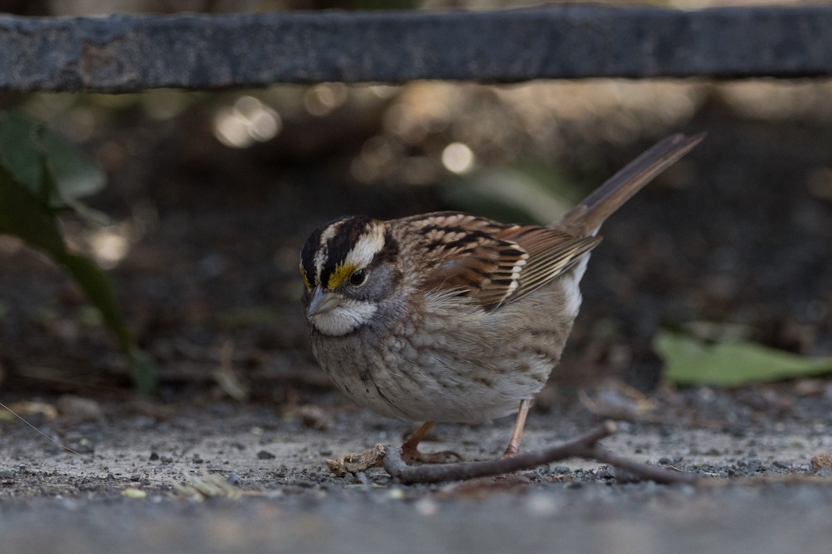 White-throated Sparrow - ML614576692