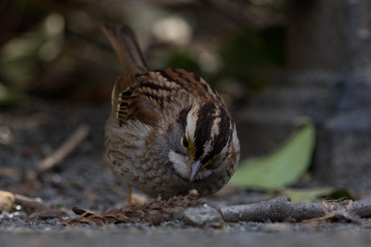 White-throated Sparrow - ML614576693