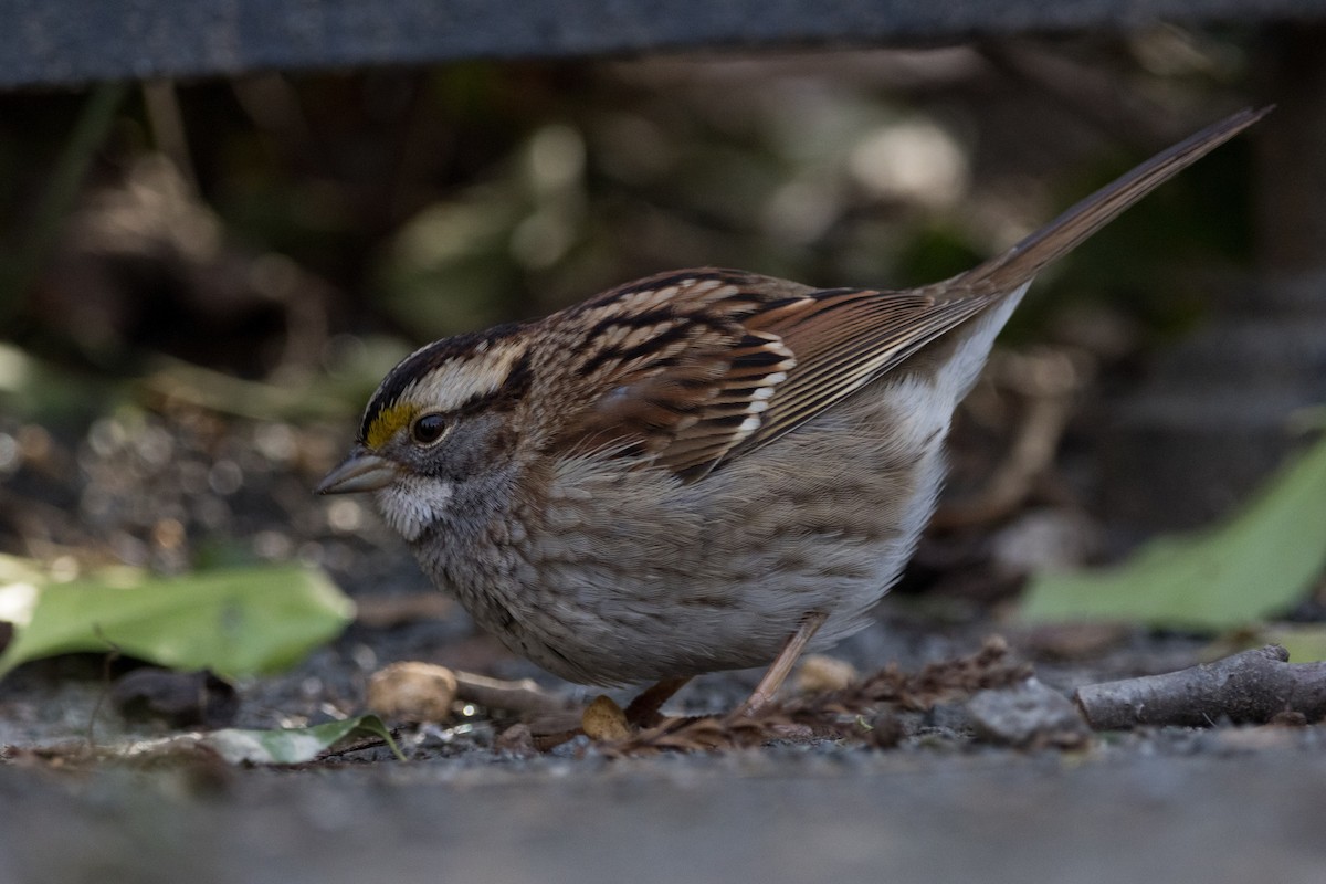 White-throated Sparrow - ML614576694