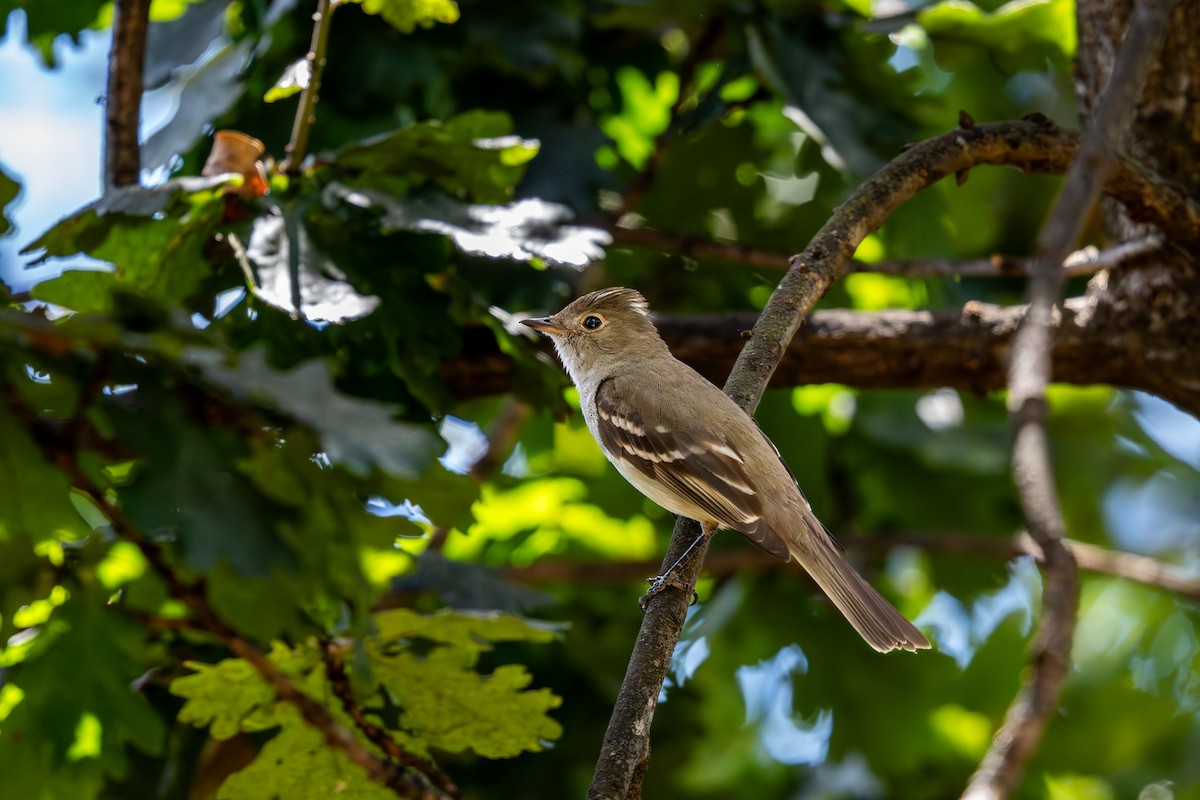 White-crested Elaenia - Cristian Orellana