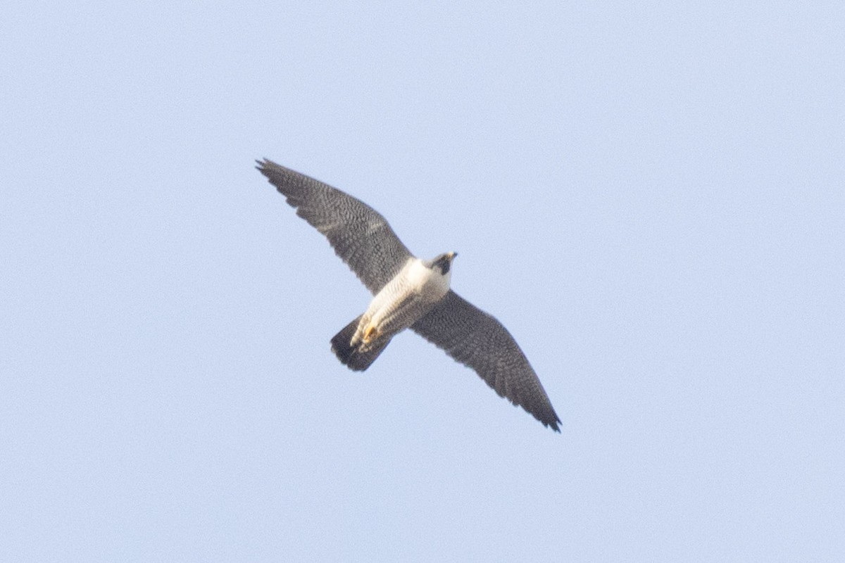 Peregrine Falcon - ML614576703