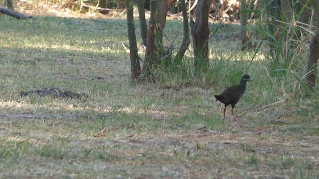 Plumbeous Rail - ML614576749