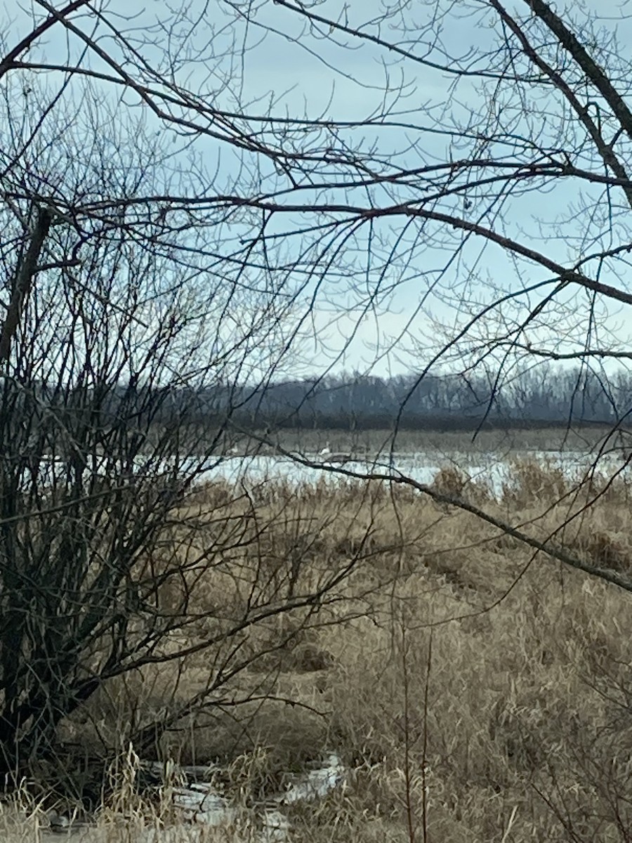 Trumpeter Swan - ML614576767