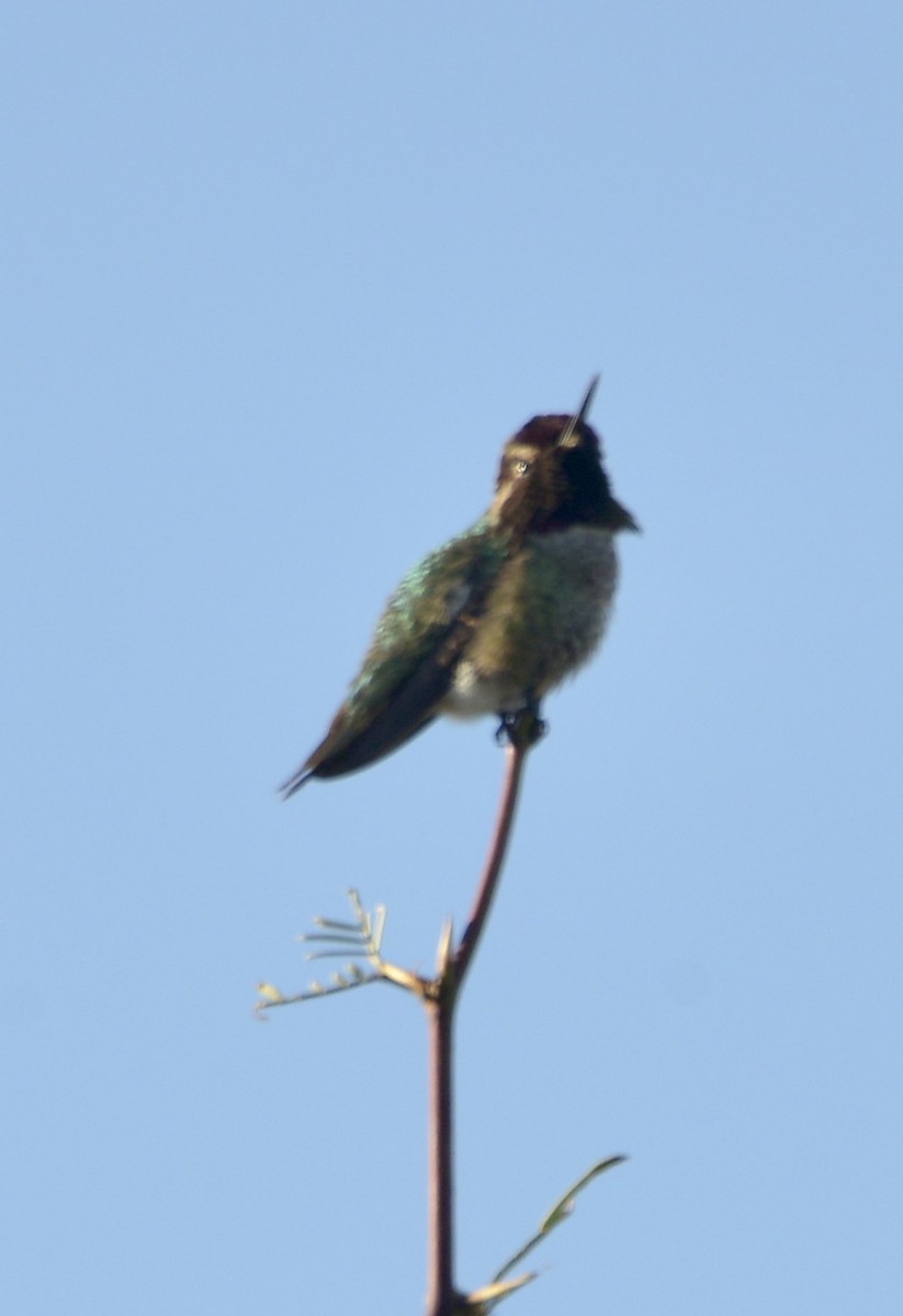 Costa's Hummingbird - ML614576770