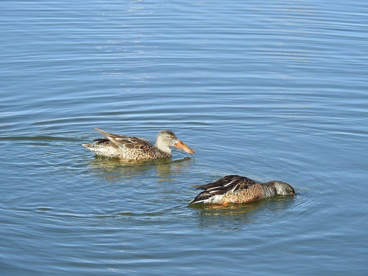 Northern Shoveler - T B