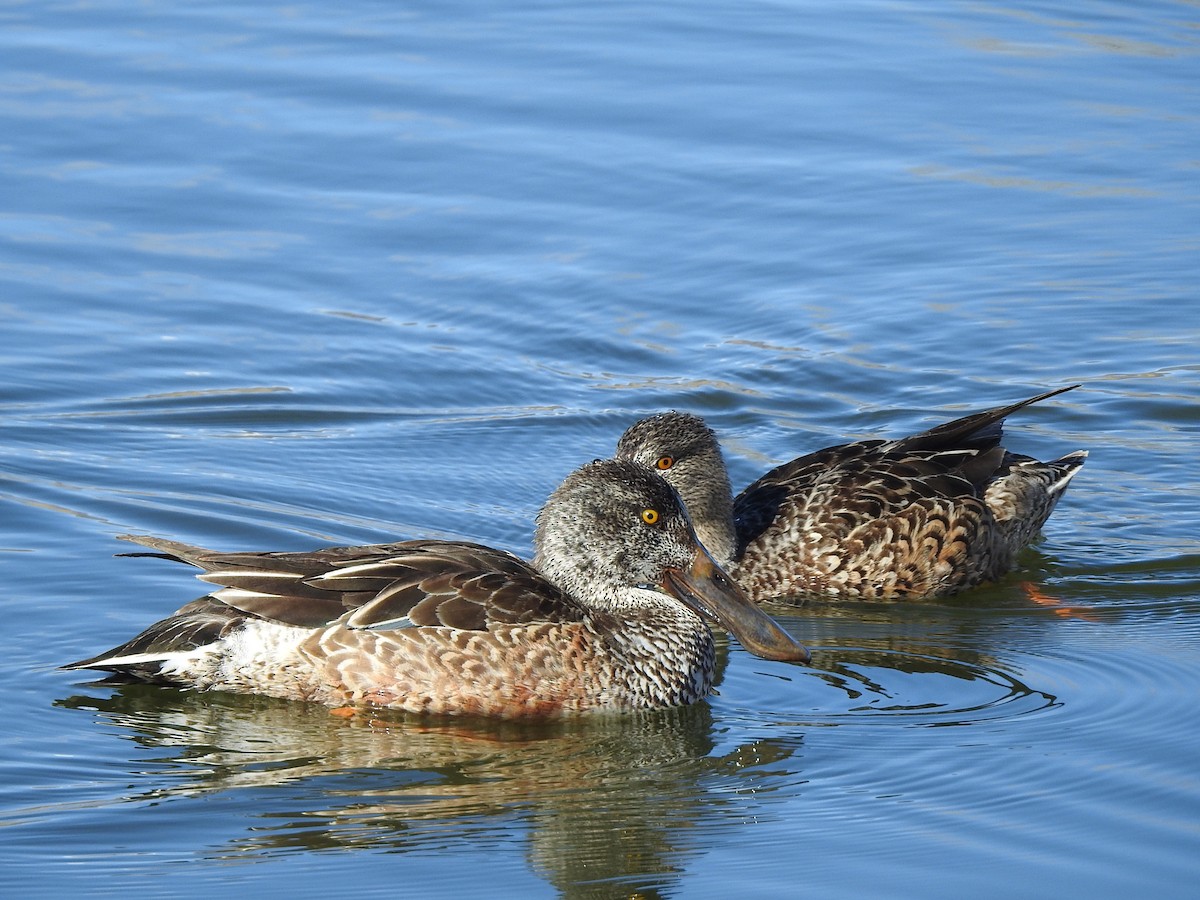 Northern Shoveler - ML614576779