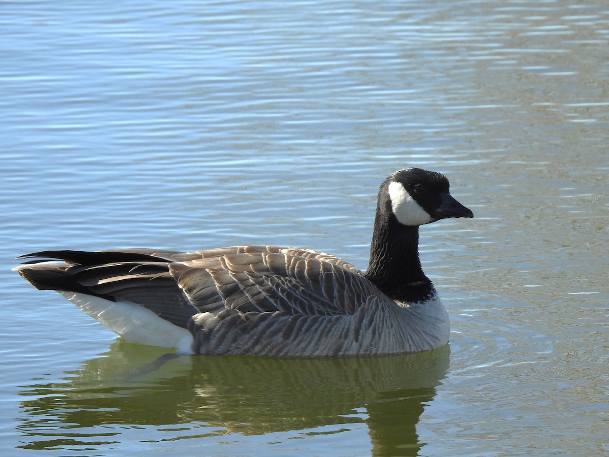 Cackling Goose - T B