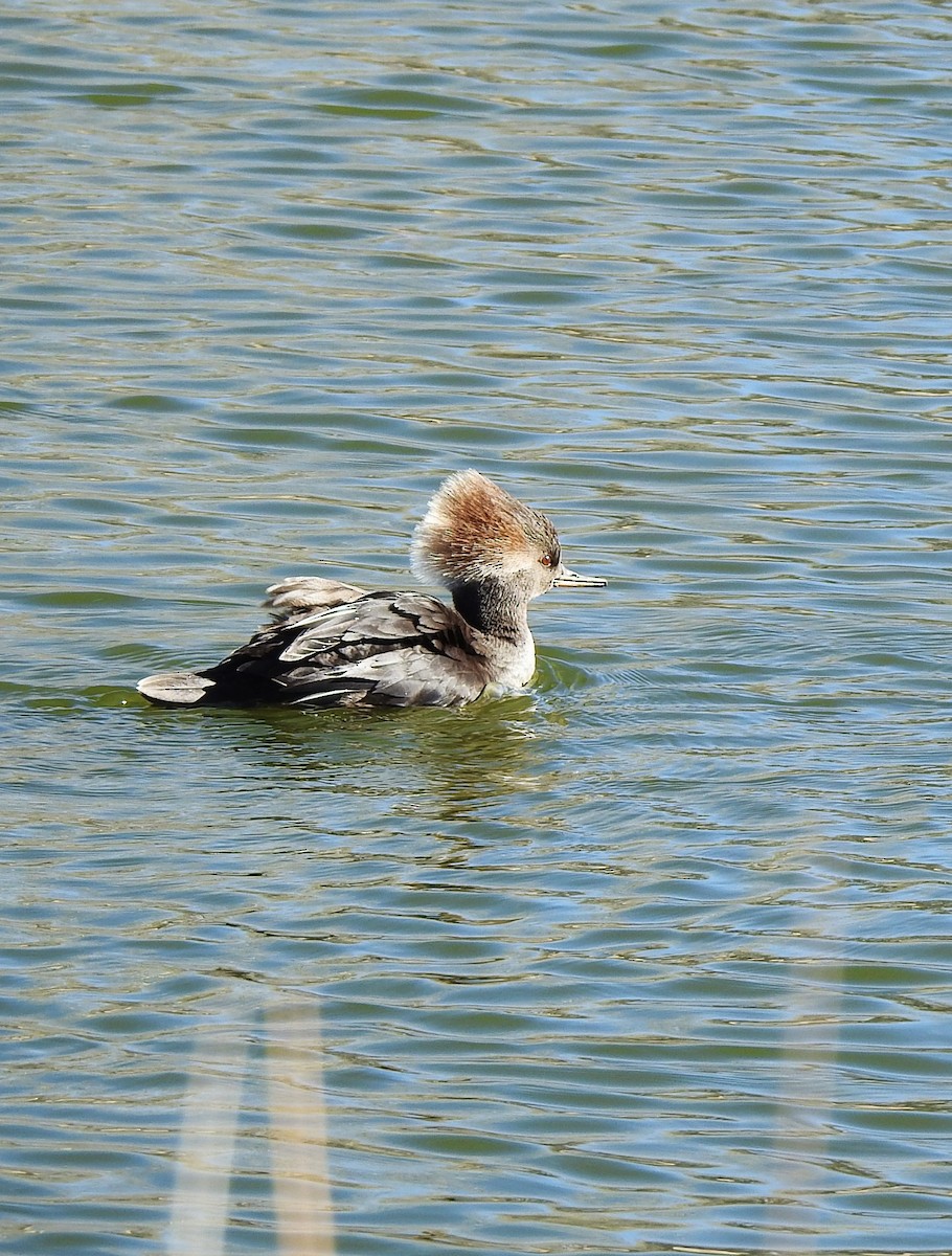 Hooded Merganser - ML614576788