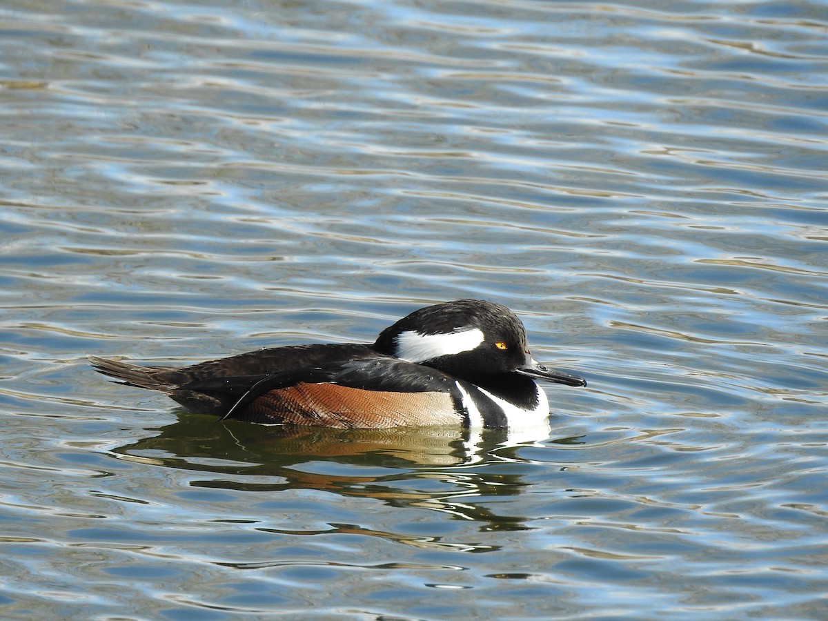 Hooded Merganser - T B