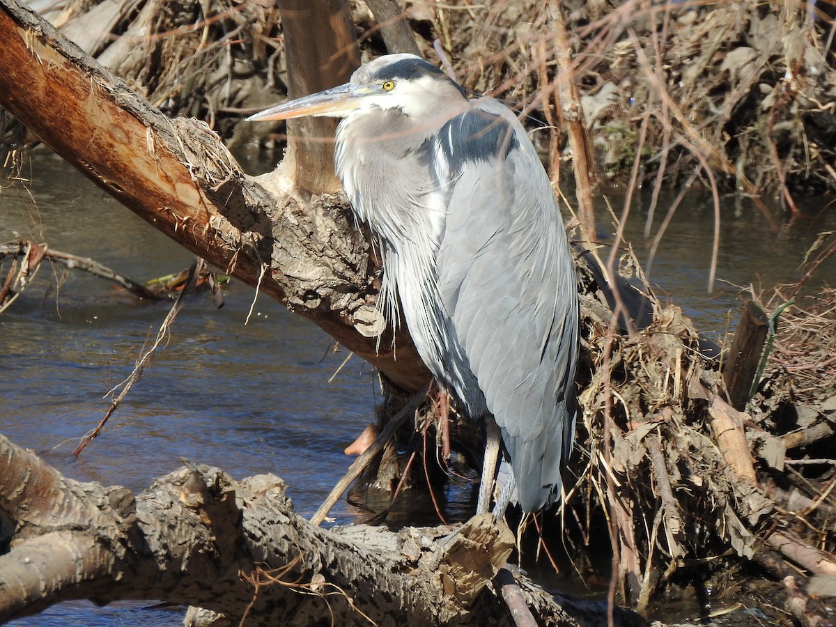 Great Blue Heron - ML614576798