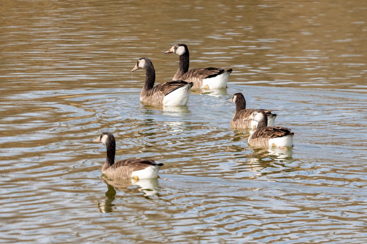 Graylag x Canada Goose (hybrid) - ML614576812