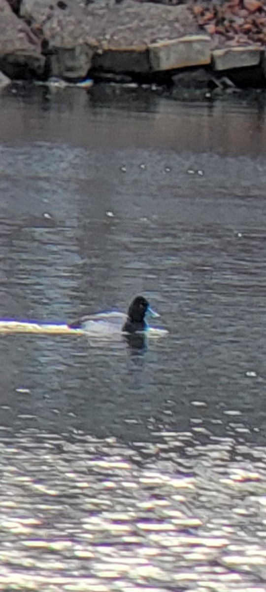 Lesser Scaup - ML614576872