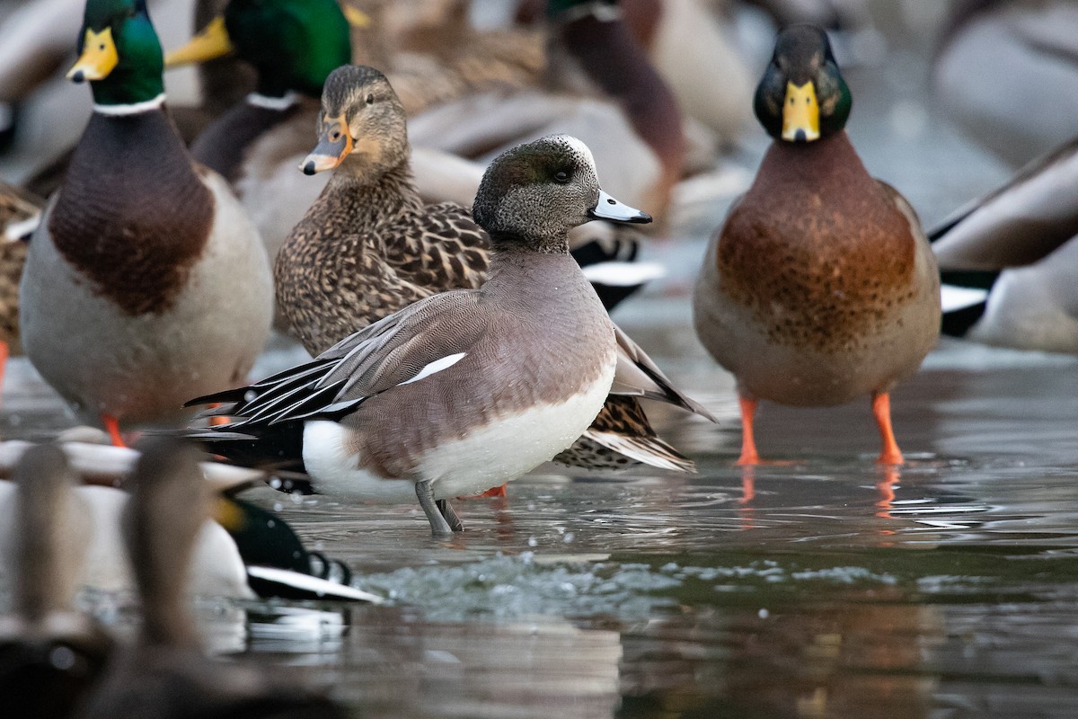 American Wigeon - Cameron Johnson