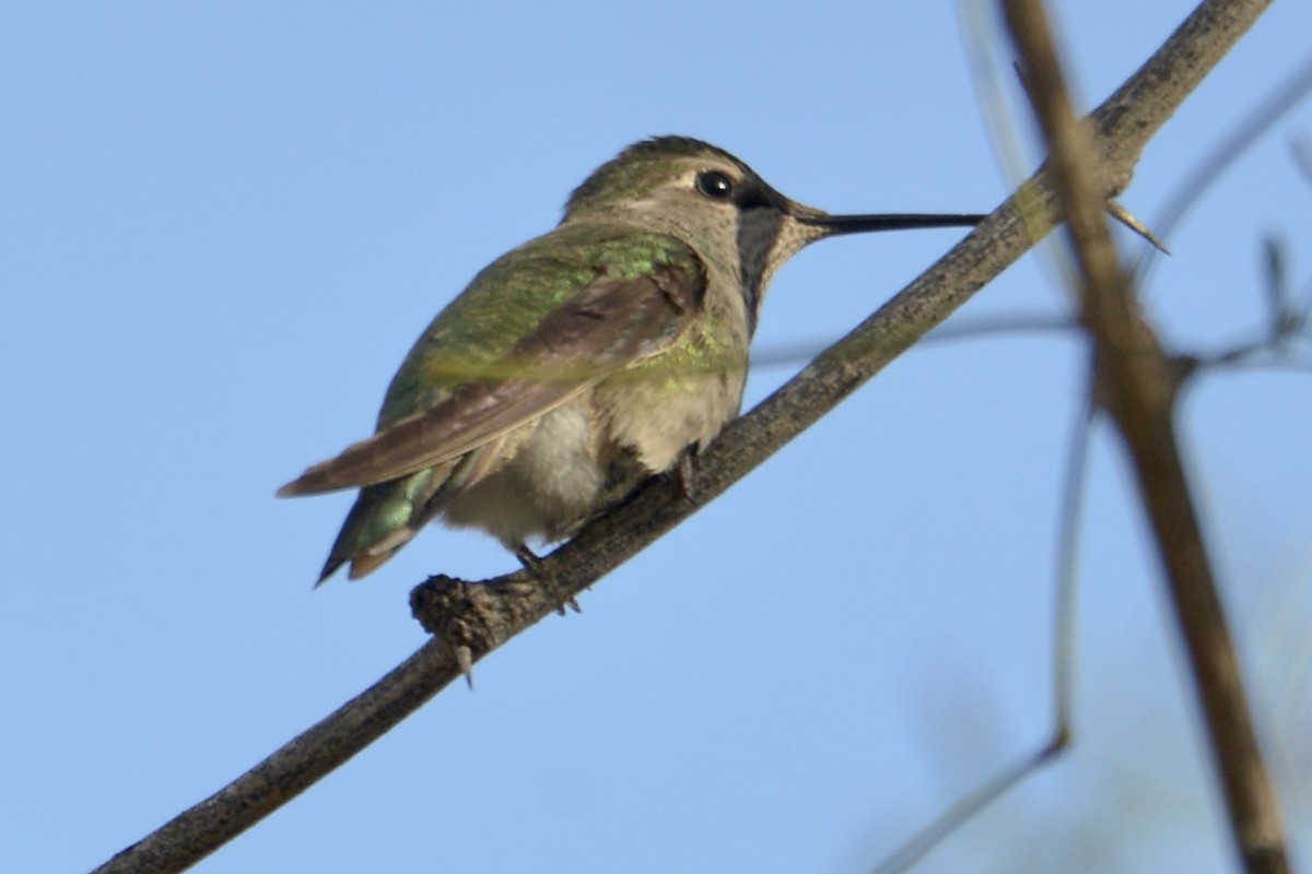 Anna's Hummingbird - David Gersten