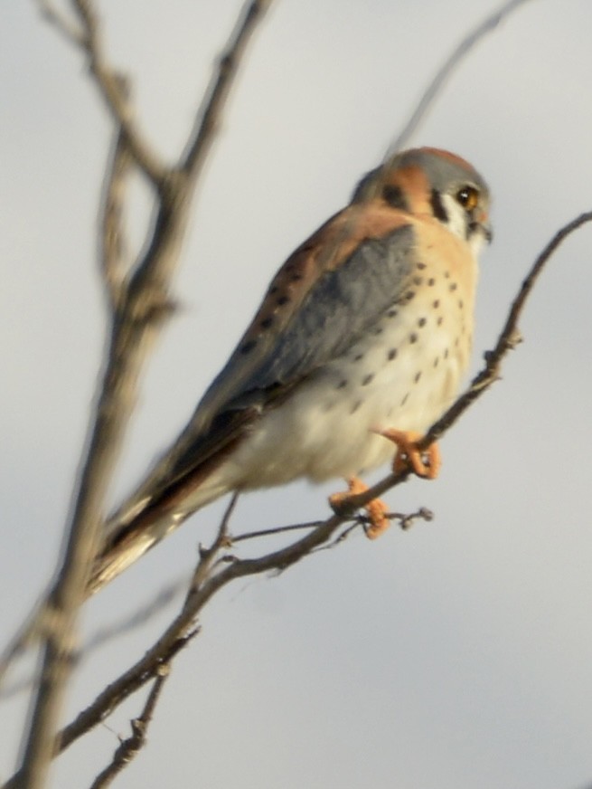 American Kestrel - David Gersten