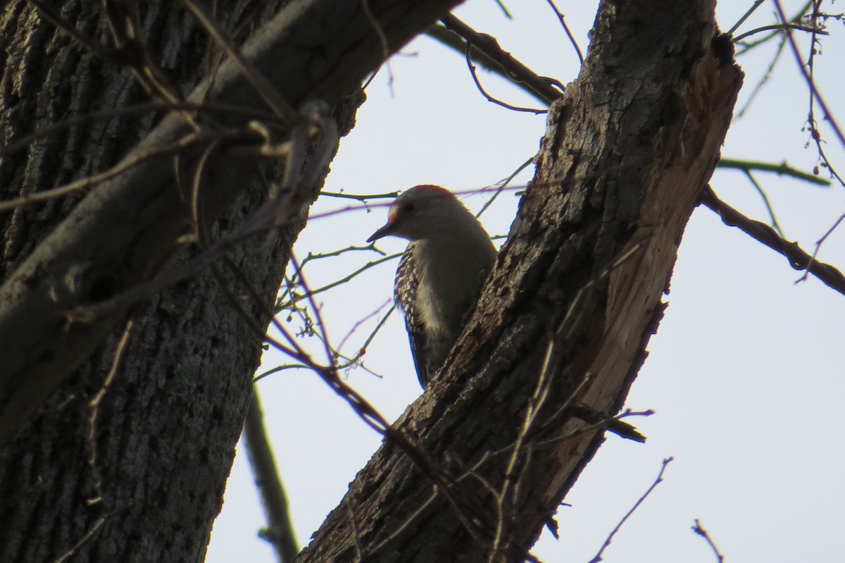 Red-bellied Woodpecker - ML614577058