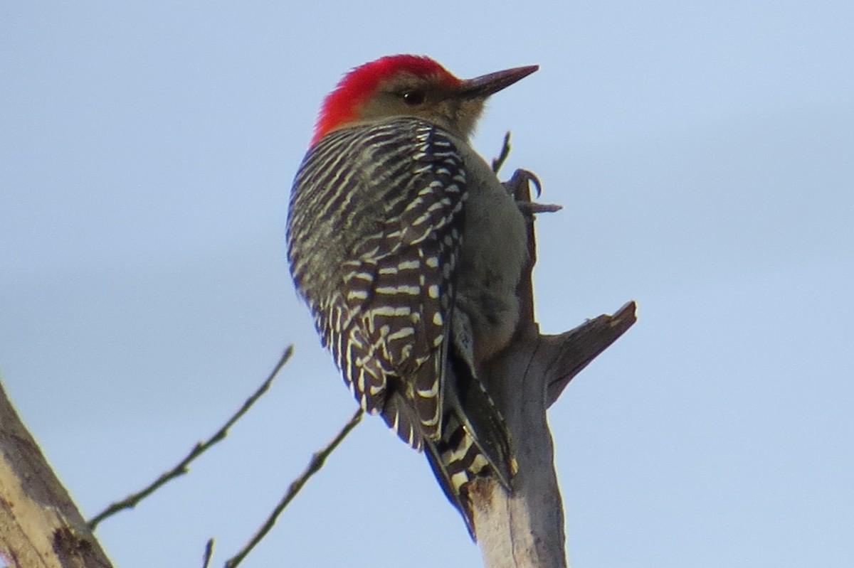 Red-bellied Woodpecker - ML614577059