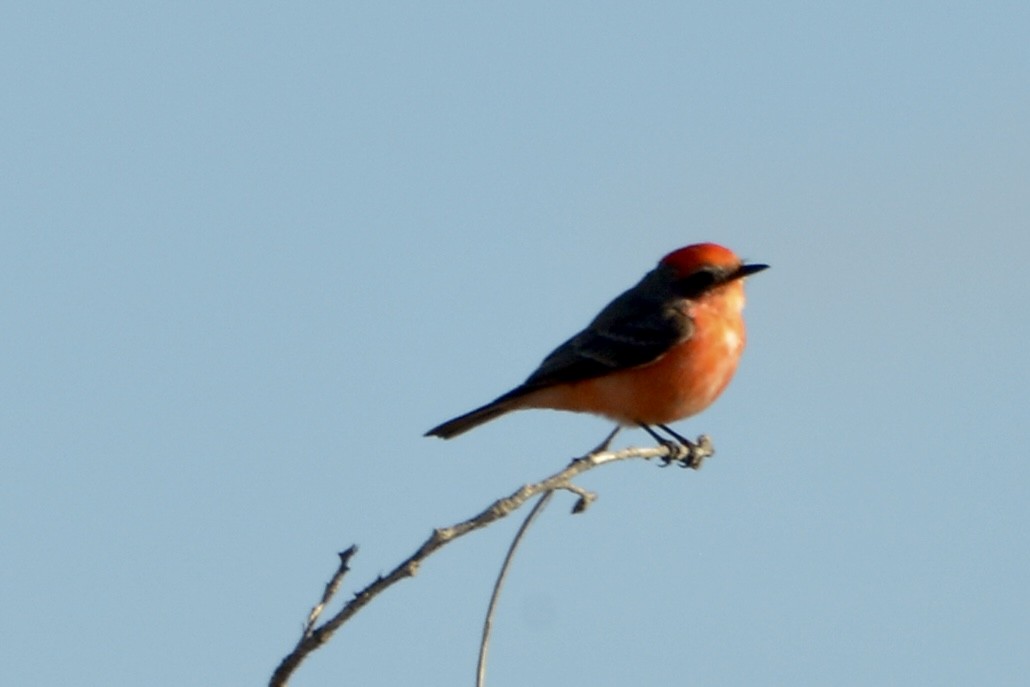 Vermilion Flycatcher - David Gersten