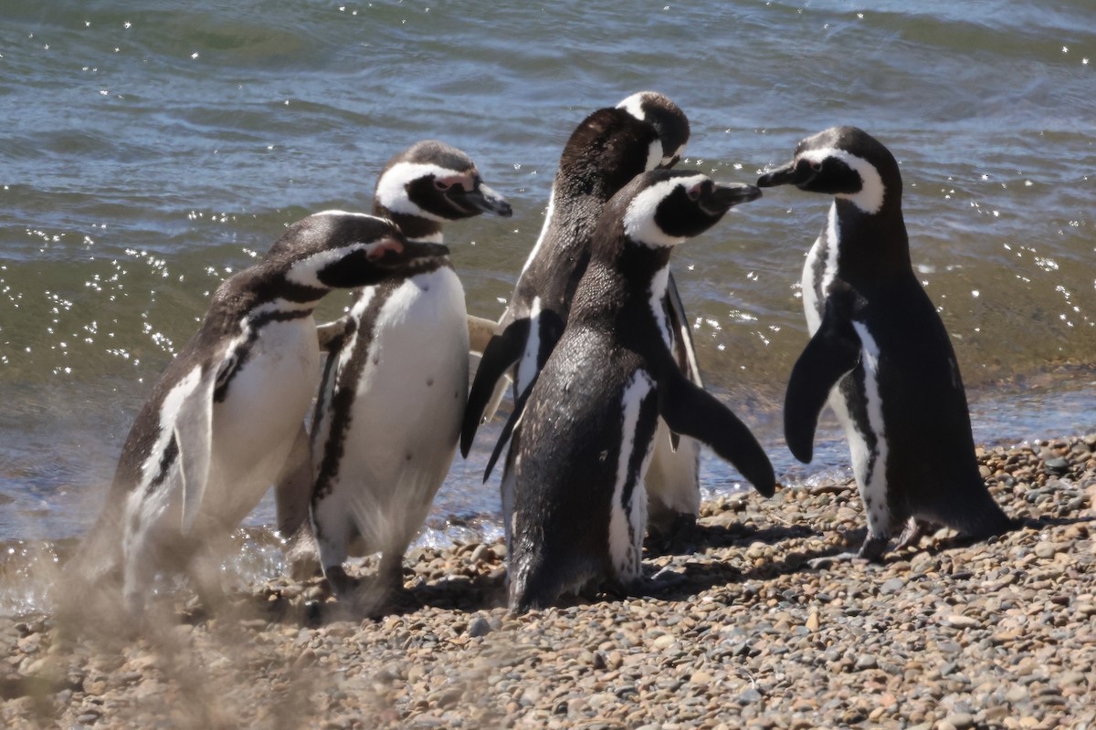 Magellanic Penguin - ML614577085