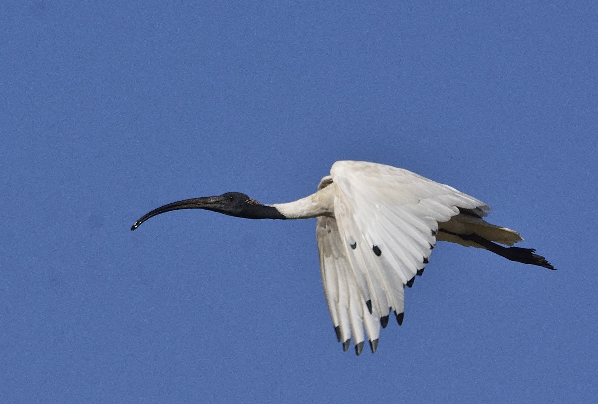ibis australský - ML614577094
