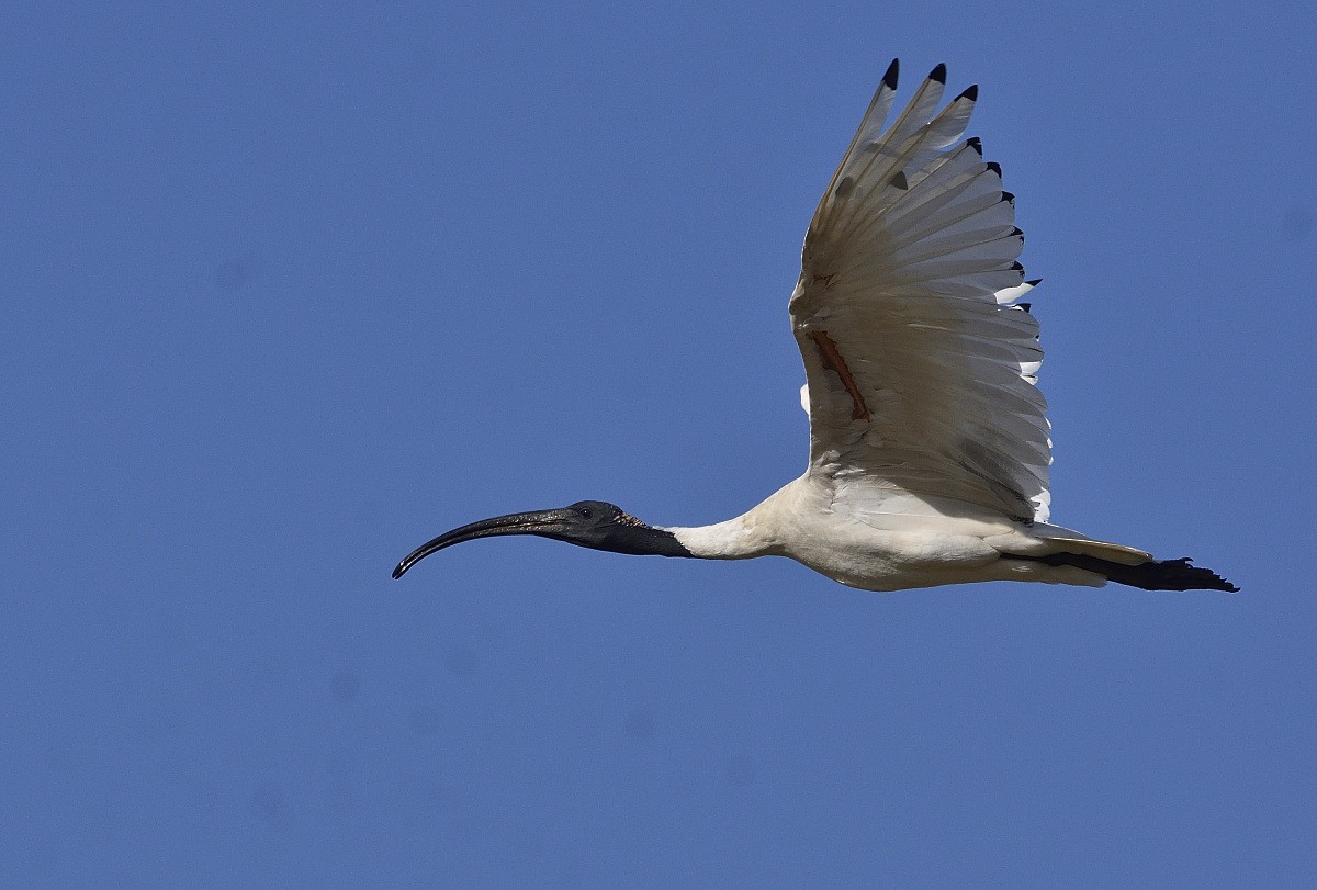ibis australský - ML614577095