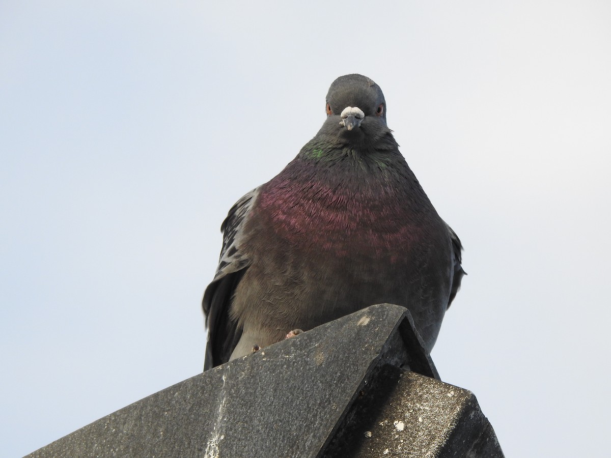 Rock Pigeon (Feral Pigeon) - ML614577172