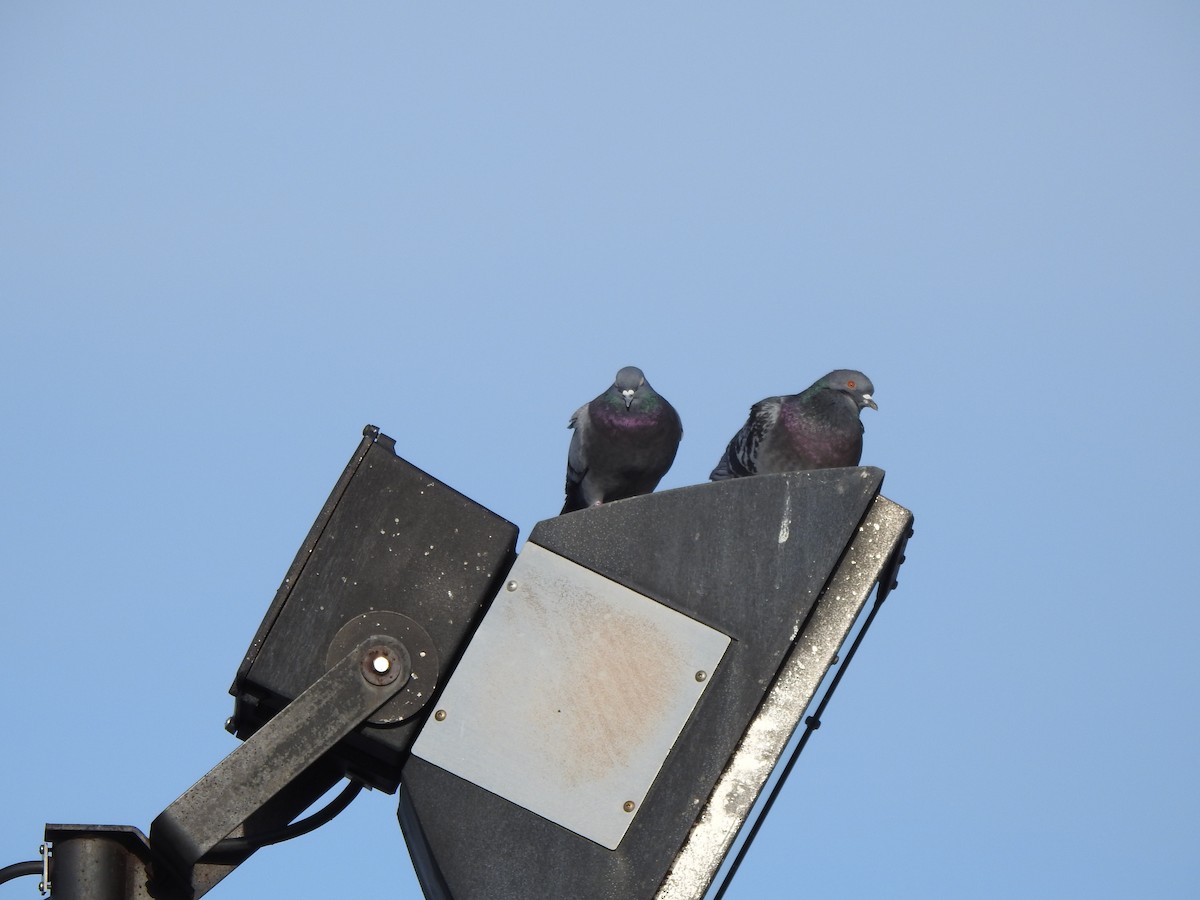 Rock Pigeon (Feral Pigeon) - ML614577173