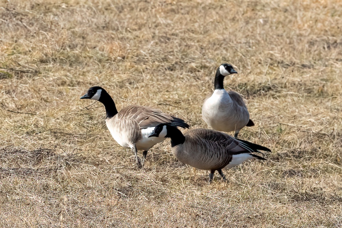 Cackling Goose - Garland Kitts