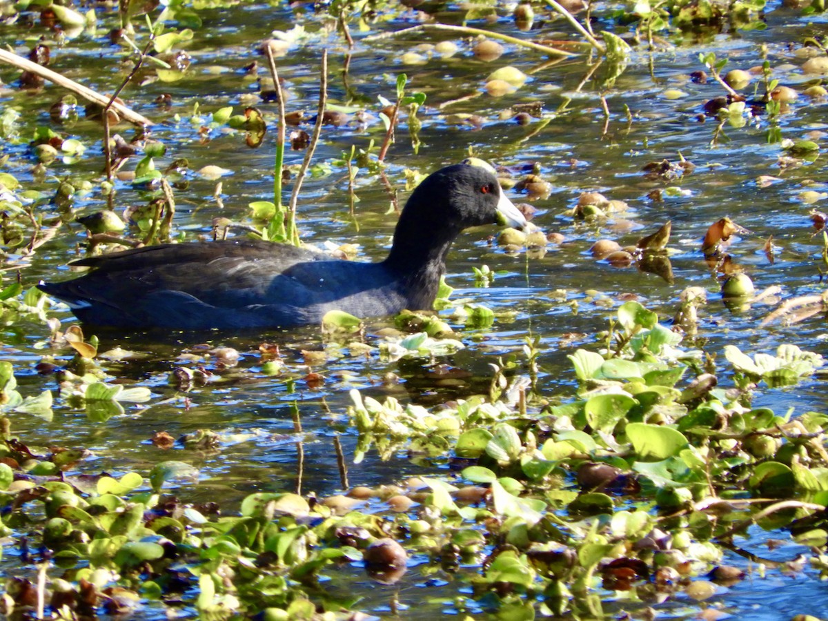 American Coot - ML614577209