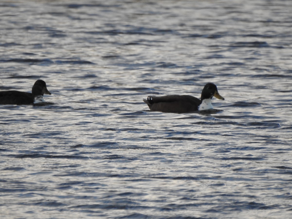 Mallard (Domestic type) - ML614577210