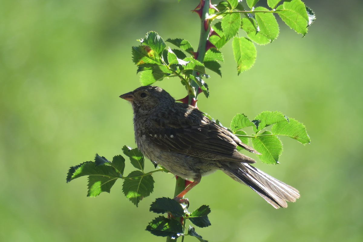 Mourning Sierra Finch - Cristina Ríos