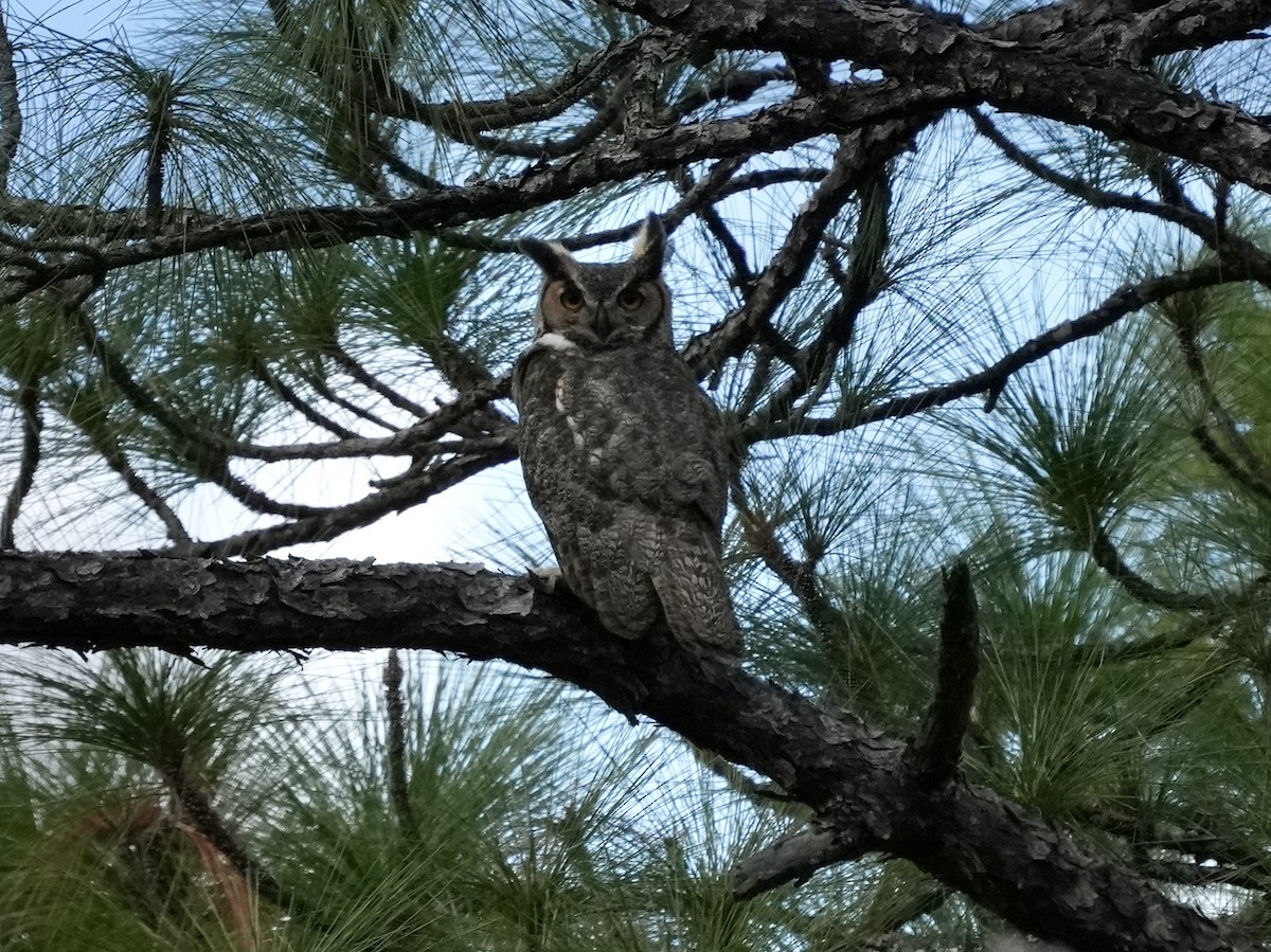 Great Horned Owl - ML614577263