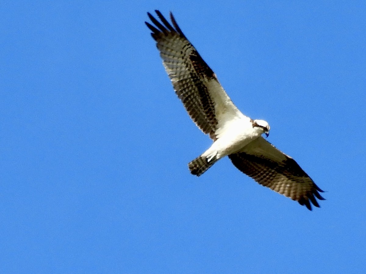 Osprey - Maggie swetkoff