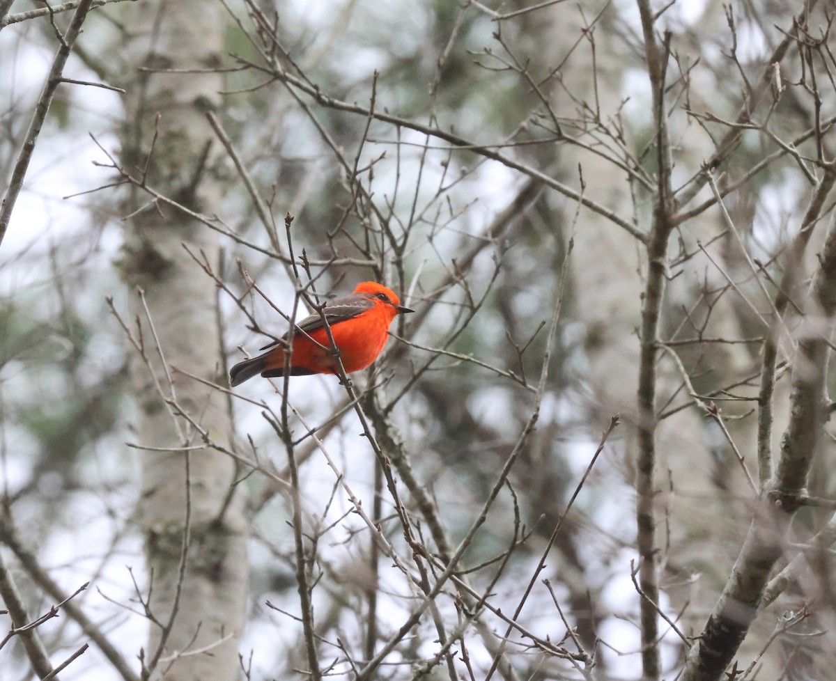 Vermilion Flycatcher - ML614577332