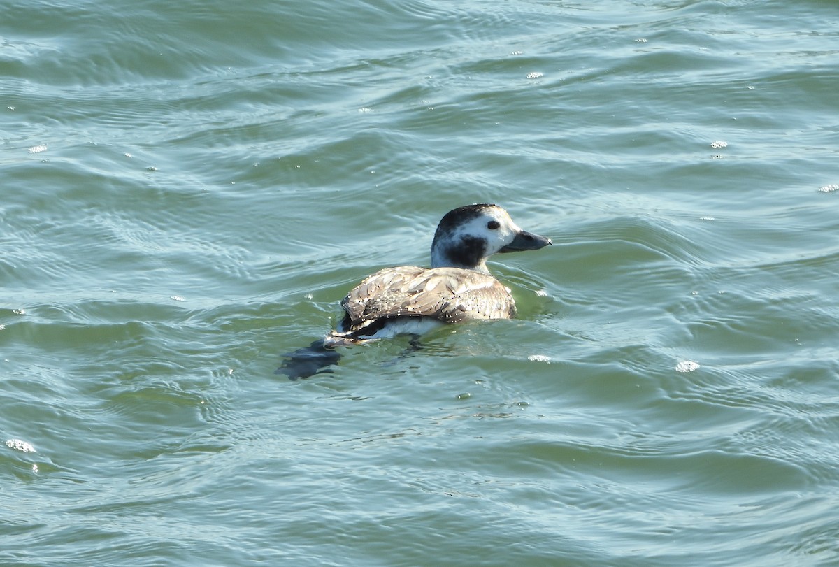 Long-tailed Duck - ML614577336